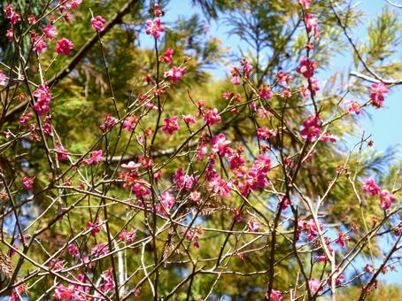 3月、まだ花が残る郊外の紅梅の木 3月、まだ花が残る郊外の紅梅の木 紅梅,うめ,木の写真素材