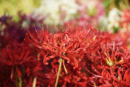 Red spider lily, JPG Red spider lily, JPG