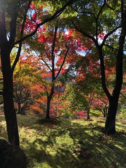 Sunlight filtering through the trees, sunbeams leaves, autumn leaves, kyoto, JPG