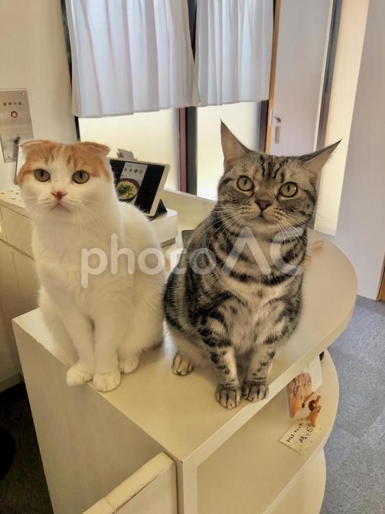 受付でおやつアピールする猫 猫,アメショ,スコティッシュフォールドの写真素材