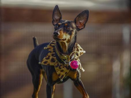 ミニチュアピンシャーのポートレート 犬,ミニチュアピンシャー,ミニピンの写真素材