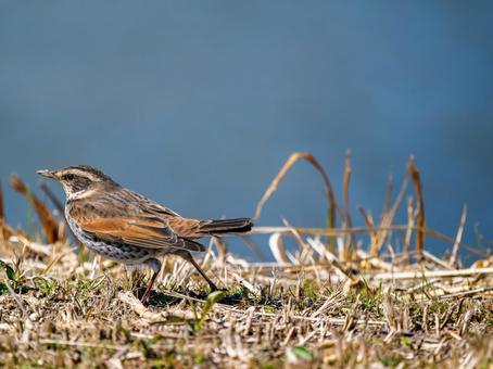 地面を歩くツグミ 地面を歩くツグミ ツグミ,野鳥,鳥の写真素材