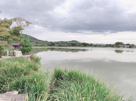 池と周りの植物 池,植物,自然の写真素材