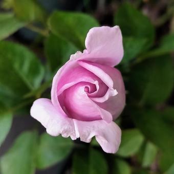 ベランダのバラ・夜来香 薔薇,バラ,夜来香の写真素材