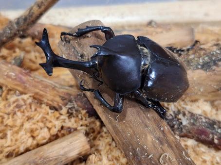 Photo, beetle, summer vacation, unicorn, 