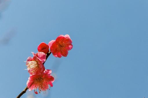 青空に映える満開の紅梅 梅,迎春,梅の花の写真素材