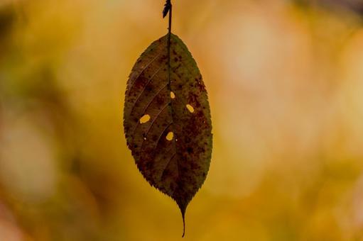 枯葉一葉 晩秋,自然,枯葉の写真素材