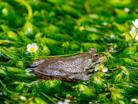 水辺のウシガエル 水辺のウシガエルの写真