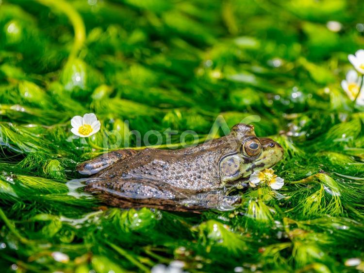 水辺のウシガエル ウシガエル,カエル,両生類の写真素材