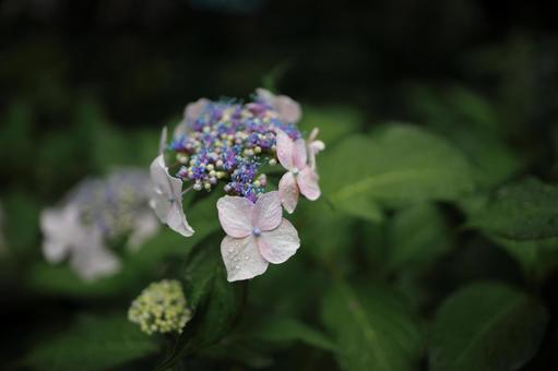 紫陽花と雨 紫陽花と雨 梅雨,紫陽花,アジサイの写真素材