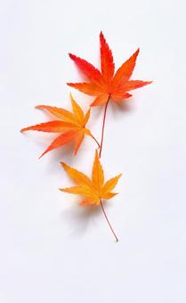 Maple leaves that turned red-①, maple Maple leaves that turned red-①, maple