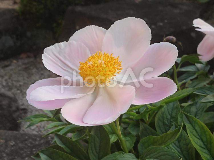 淡いピンクのシャクヤク 花,植物,鮮やかの写真素材