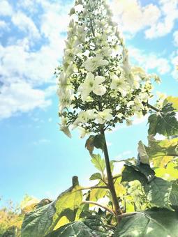 Hydrangea, JPG