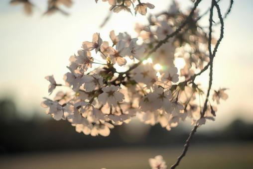 Backlit cherry blossoms and the warmth of spring, JPG
