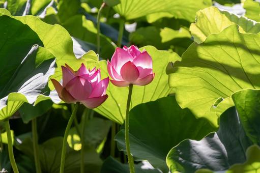 太陽を浴びる蓮の花の蕾1 太陽を浴びる蓮の花の蕾1 蓮,蓮の花,蕾の写真素材