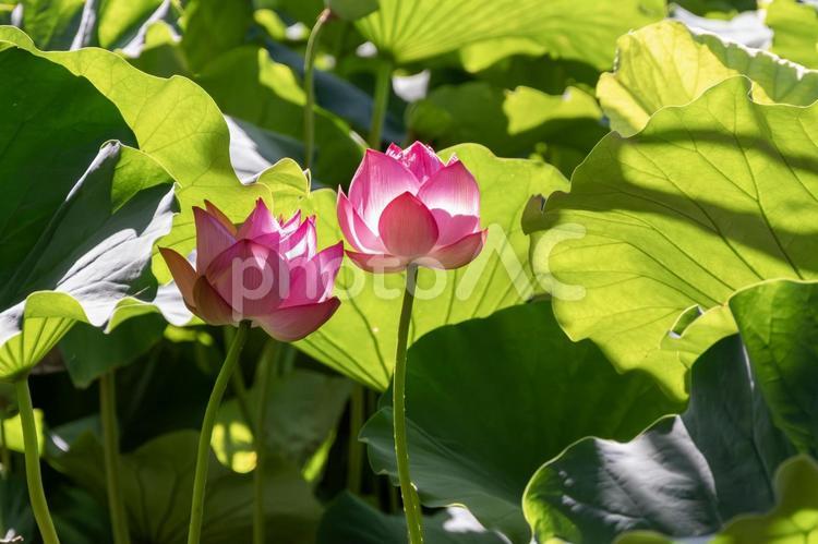 太陽を浴びる蓮の花の蕾1 蓮,蓮の花,蕾の写真素材