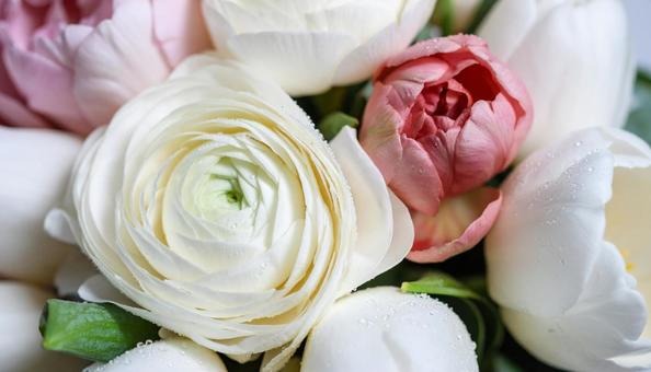 3月誕生花　ラナンキュラスやチューリップの写真