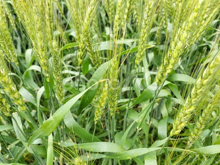 五月の麦畑　愛知県西尾市吉良町 麦畑,国産麦,西尾市の写真素材