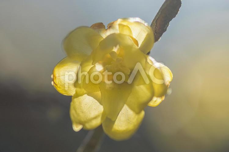 咲きはじめた水仙 蝋梅,アップ,１月のイメージの写真素材