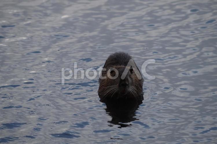 人が居ても平気で上陸してくるヌートリア ヌートリア,害獣,生き物の写真素材