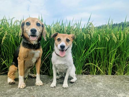 稲穂とパチリ☆ 犬,ビーグル,ジャックラッセルテリアの写真素材
