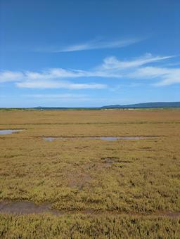 珊瑚草　能取湖の写真