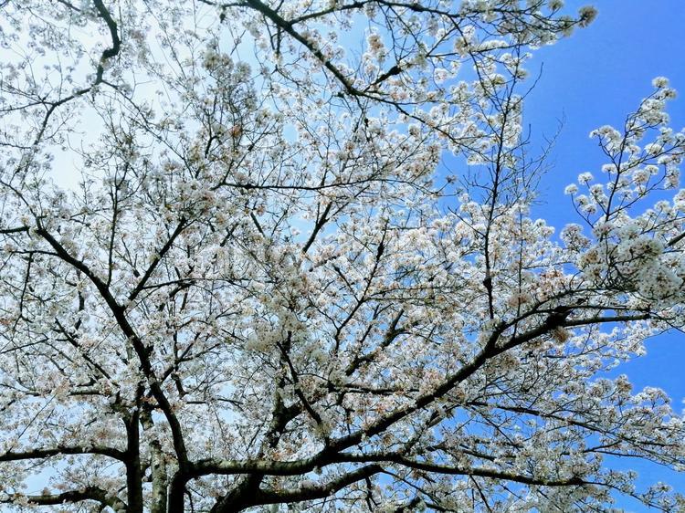 桜の木 さくら,桜,サクラの写真素材