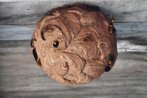 Photo, honeycomb, a hornet, poison, 