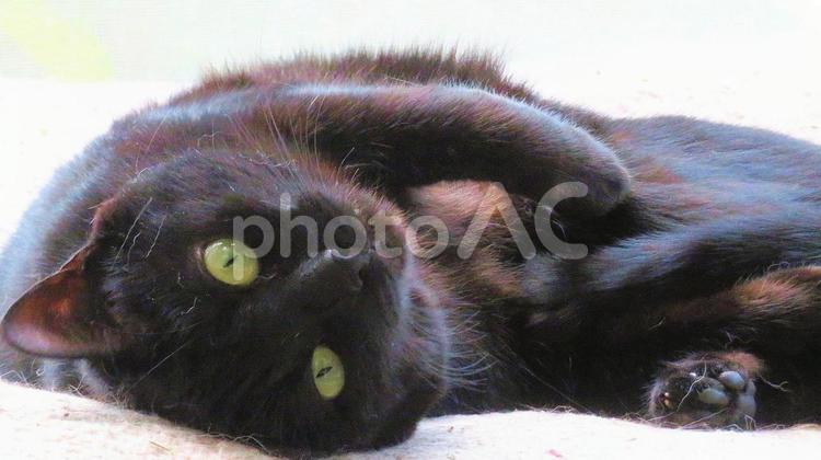 まったりクロネコちゃん 猫,クロネコ,黒猫の写真素材