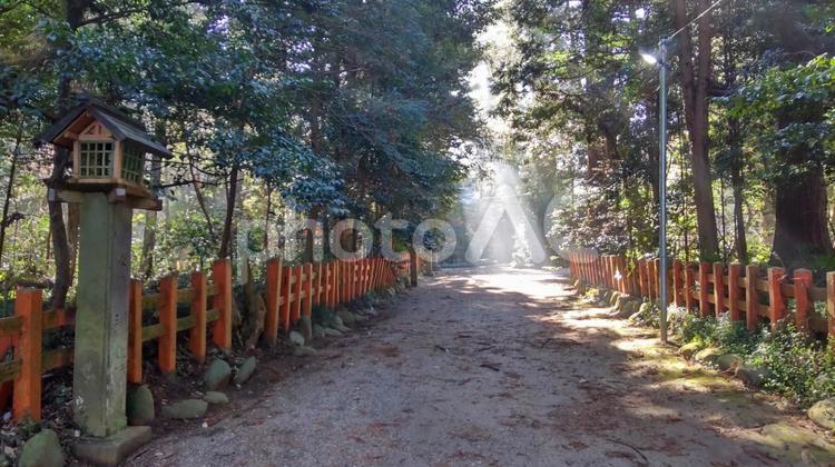 香取神宮の境内に差す光 香取神宮,神社,光の写真素材