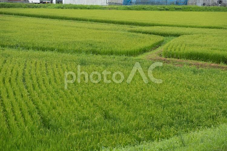 稲の熟する頃6 稲,米,田んぼの写真素材