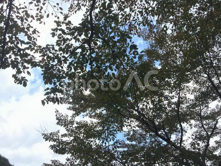 木漏れ日2 木漏れ日,日影,木の写真素材