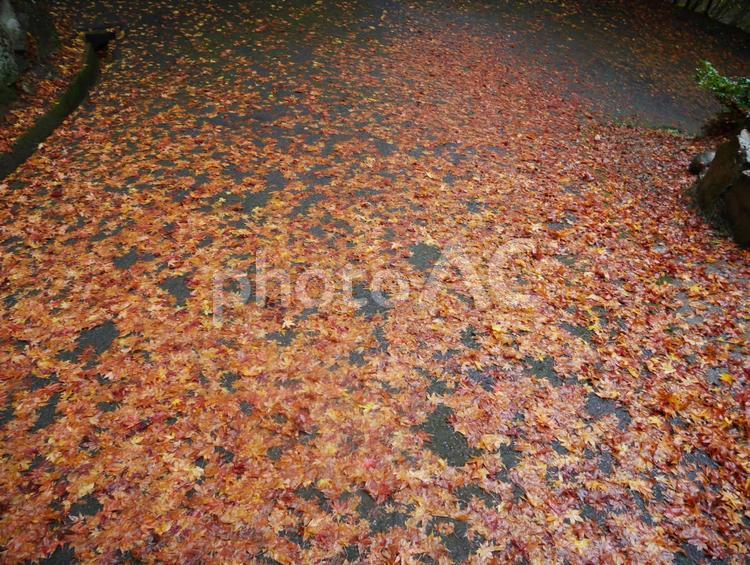 美しかった紅葉、散ると寂しい 初冬,風景,情緒の写真素材