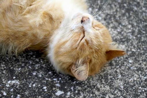 まったり野良猫 まったり野良猫 ネコ,かわいい,ねこの写真素材