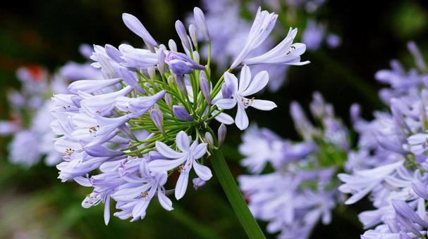Photo, agapanthus, murasaki kunsiran, purple, 