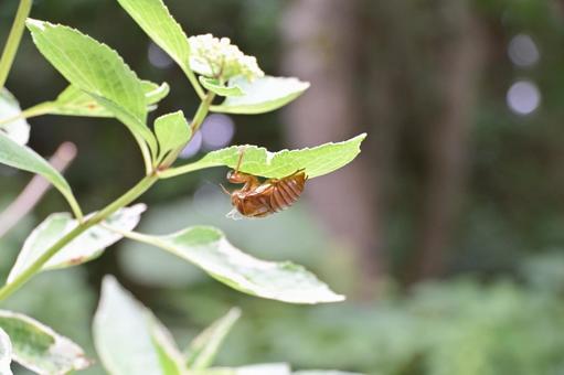 Cicada shells that have emerged from the underside of hydrangea leaves, cicada, scrap, pupa, JPG
