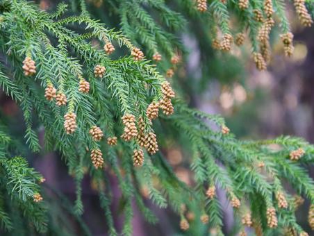 スギ花粉シーズン。 スギ花粉シーズン。 スギ,花粉,樹木の写真素材