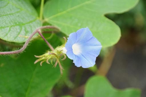 アサガオの花 アサガオの花の写真