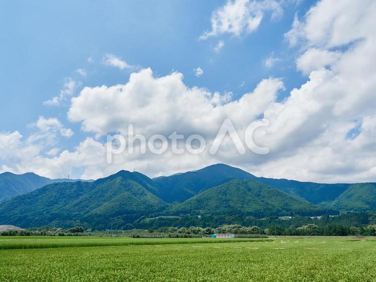 夏、里山と水田の田園風景 松本市 夏,里山,水田の写真素材