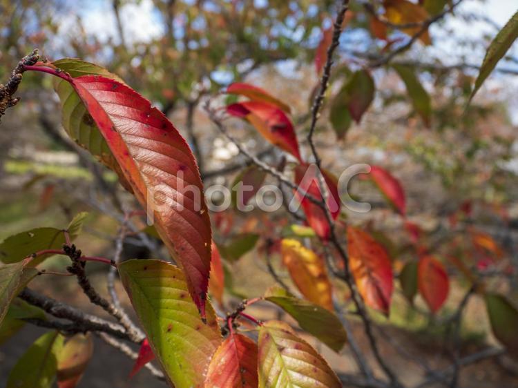 赤く染まる桜の葉 葉,赤,緑の写真素材