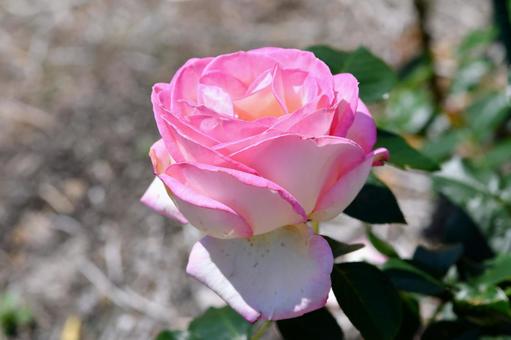 薔薇 プリンセスドゥモナコ 薔薇 プリンセスドゥモナコ 薔薇,プリンセスドゥモナコ,ピンクの写真素材