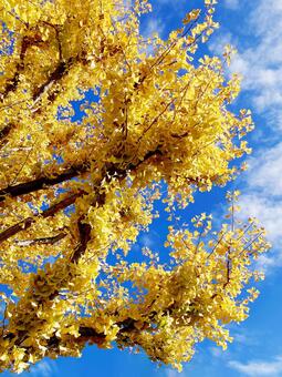 イチョウ イチョウ,銀杏,黄色の写真素材