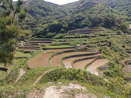 春日の棚田 春日の棚田の写真