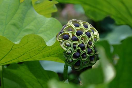 神聖な花 神聖な花 ハス,花,ハス科の植物の写真素材