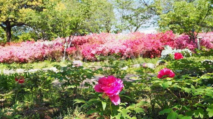 春のなぎさ公園・ツツジ＆ボタン・江戸川区 春,ツツジ,ボタンの写真素材