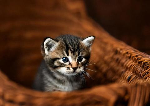 可愛い子猫3の写真