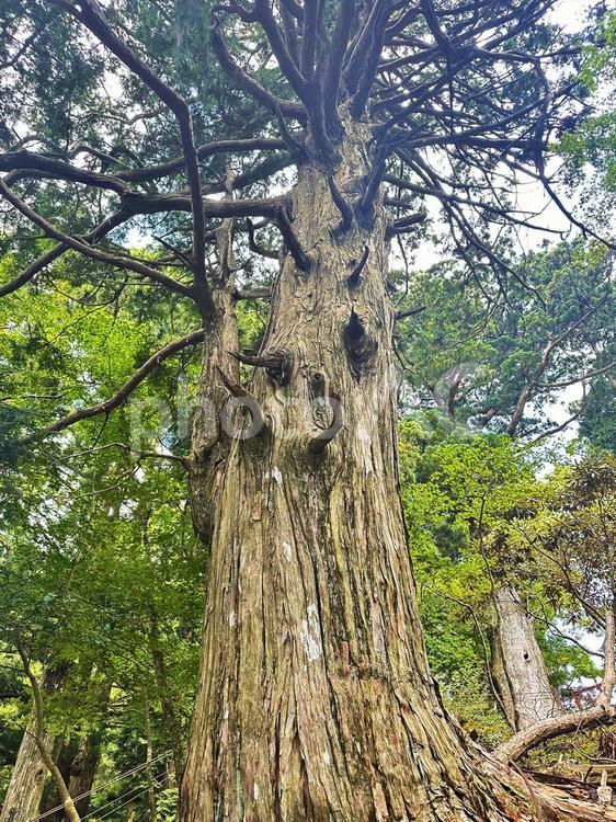 熊野三山　玉置神社 十津川村,玉置山,世界遺産の写真素材