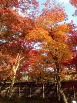 紅葉 紅葉の写真