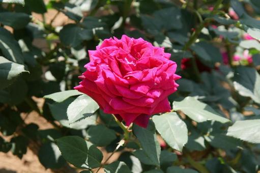 バラ・薔薇 パパ・メイアン バラ・薔薇 パパ・メイアンの写真