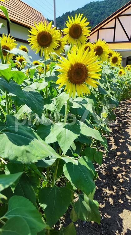 夏を抱きしめる花畑 ひまわり,洲原ひまわりの里,黄金色の花畑の写真素材